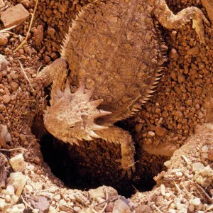 Regal Horned Lizard Female, constructing nest. Arizona, USA