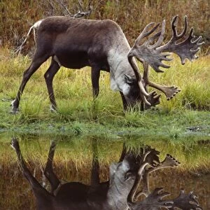 Reindeer / Barren Ground Caribou - male