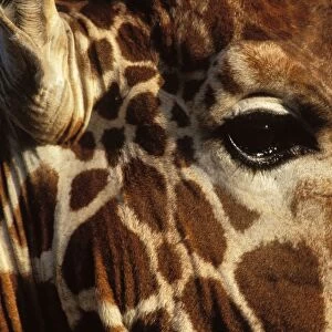 Reticulated Giraffe - close up of face