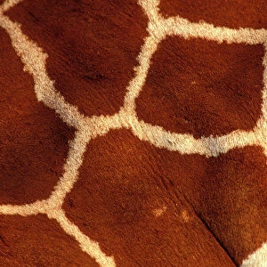 Reticulated Giraffe - close-up skin