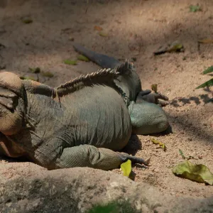 Rhinoceros / Rock Iguana - A vulnerable and shy species found on Hispaniola in the Caribbean. Lives underground but basks in the morning and evening sun. Hunted for food and for the pet trade. Eaten by feral cats, dogs, pigs and mongoose