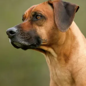 Rhodesian Ridgeback LA-2975 Print