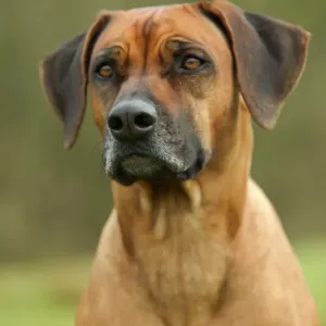 Rhodesian Ridgeback LA-2976 Print by Ardea