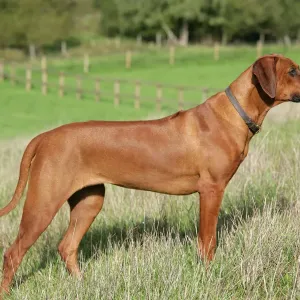 Rhodesian Ridgeback Print JD-18676 by John Daniels