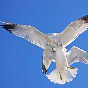 Ring-billed Gull - Adult Fighting in air - Most commonly seen gull - especially inland New York - USA