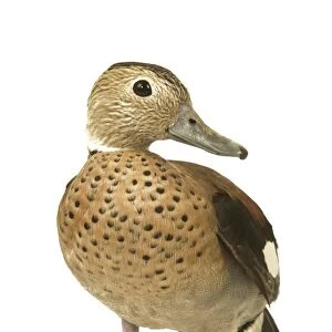 Ring-necked Teal / Ringed Teal / Red-shouldered Teal Domestic Duck