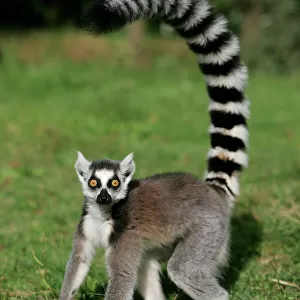 Lemuridae Photographic Print Collection: Ring-tailed Lemur