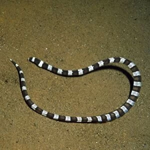 Snakes Photographic Print Collection: Harlequin Snake