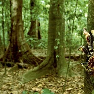 Robber / Coconut Crab - Climbing tree - Christmas Island - Indian Ocean (Australian Territory) JPF35909