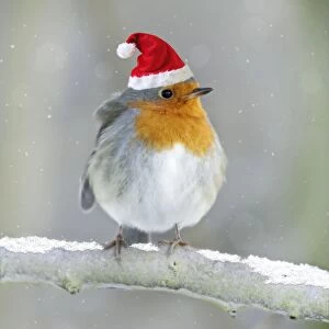 Robin - perched on branch in snow wearing CHristmas hat Digital Manipulation: Hat SG