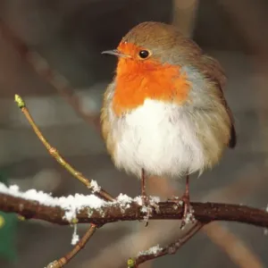 Robin Print, Erithacus rubecula Robin Print, Erithacus rubecula