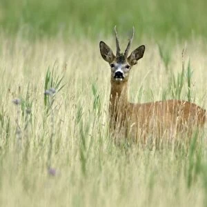 Roe Deer - Buck in marshland Neusiedler See, Austria