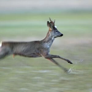 Roe Deer- buck running through water meadow, Neusiedler See NP, Austria