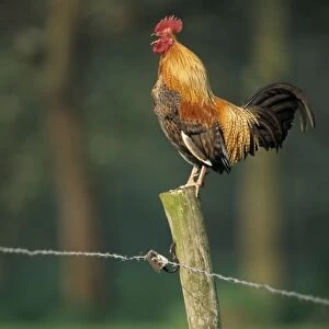 Rooster crowing on fence