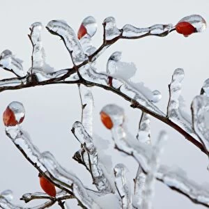 Rose Hips - on ice covered wild rose branch in winter - Lower Saxony - Germany