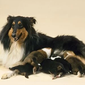 Rough Collie Dog - mother with suckling litter