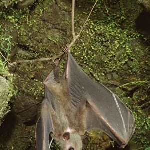 Roussette Bat - Hanging upside down - Papua New Guinea, SE Asia, Indonesia JPF27379