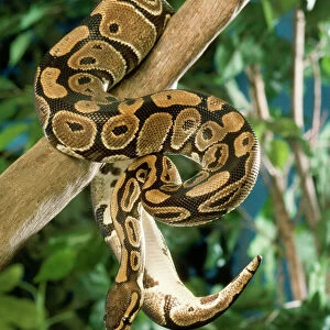 Snakes Photographic Print Collection: Ball Python