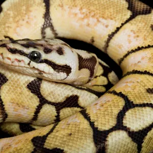 Royal / Ball Python - Pastel “Bumblebee” mutation - Africa