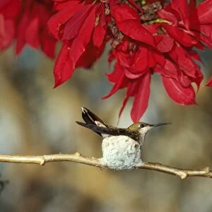 Ruby-topaz Hummingbird - in nest on branch. Amazon, Brazil