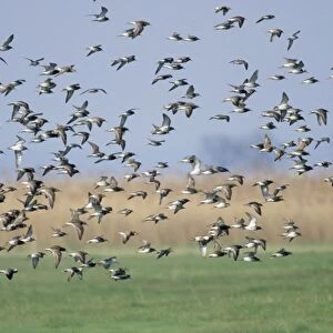 Ruff - flock migrating north in spring