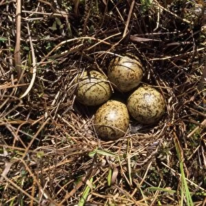 Ruff - nest with eggs