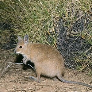 Macropodidae Photographic Print Collection: Rufous Hare-wallaby