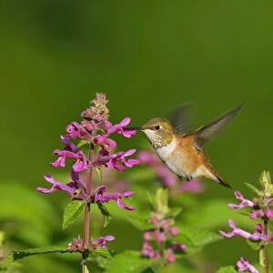 Rufous Hummingbird - in flight feeding on Cooley's Hedge Nettle flower - Pacific Northwest - August _D3D2056