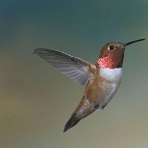 Rufous Hummingbird - male - in flight - British Columbia - Canada BI018627