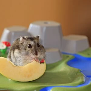 Russian Dwarf Hamster - eating slice of apple