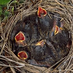 Rustic Bunting - nestlings
