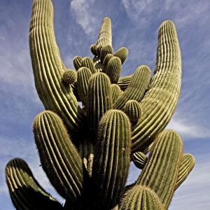 Saguaro Cactus - Unusual growth form - Sonoran Desert Arizona - Record height: 78 feet - Average mature height: 18 to 30 feet but often reach heights of 50 to 60 feet - Weigh about 80 pounds per foot - Grow their first arms at around 12 feet in