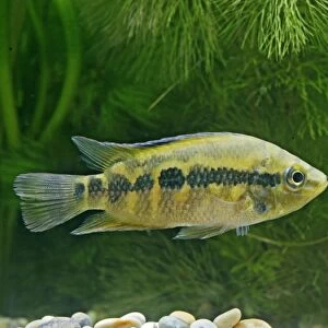 Salvins Cichlid – side view, tropical freshwater Mexico Guatemala 002885