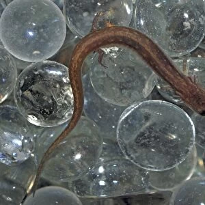 Climbing Salamanders Collection: Texas Salamander