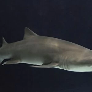 Sand Tiger Shark / Sand Shark / Grey nurse shark / Ragged-tooth shark some disagreement over classification. _DSC0980