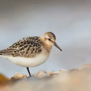 Ardea Wildlife Print of Sanderling in Cornwall, UK - DAC-372 Ardea Wildlife Print of Sanderling in Cornwall, UK - DAC-372