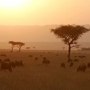 Savane masai mara