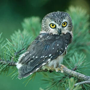 Saw-whet Owl KF 496 Canada to South Mexico Aegolius acadicus Kenneth W. Fink / ardea. com