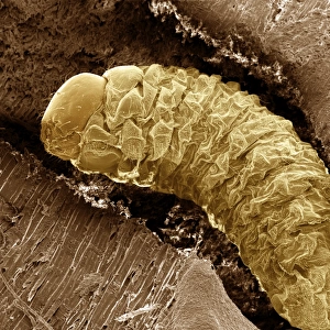 Scanning Electron Micrograph (SEM): Lavae of Woodworm or Furniture Beetle, Magnification x 100 (A4 size: 29. 7 cm width)