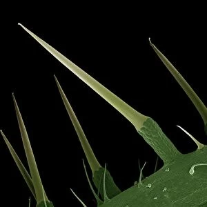Scanning Electron Micrograph (SEM): Stinging Nettle, Magnification x 130 (A4 size: 29. 7 cm width)