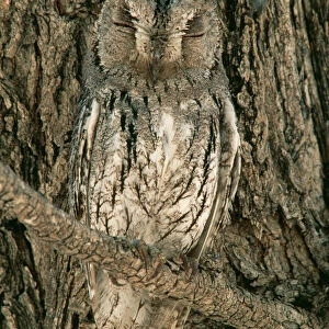 Owls Collection: Scops Owl