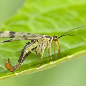 Scorpion Fly - resting on Leaf Norfolk UK