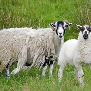 Scottish black faced sheep ewe with lamb standing North Yorkshire Moors UK