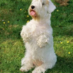 Terrier Collection: Sealyham Terrier