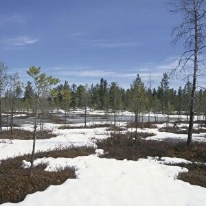 Semi-tundra in spring, Siberia Snow melts in semi-tundra, near river Taz; spring; North Tumen region, Siberia, Russia Tz30. 0624