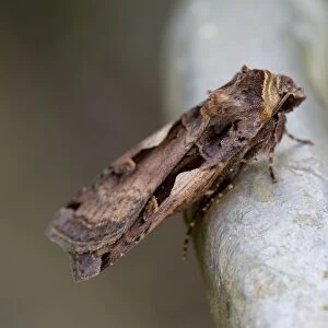 Setaceous Hebrew Character Moth - Cornwall - UK