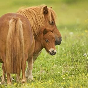 Shetland Pony - adult with foal in field