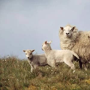 Shetland Sheep - with lambs