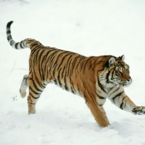 Siberian Tiger