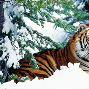 Big Cats Poster Print Collection: Related Images